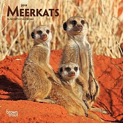 Meerkats 2019 Calendar (Calendar, Mini, Wall)