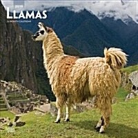 Llamas 2019 Square (Wall)