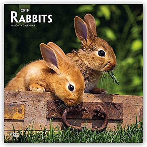 Rabbits 2019 Square (Other)