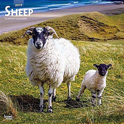 Sheep 2019 Calendar (Calendar, Wall)