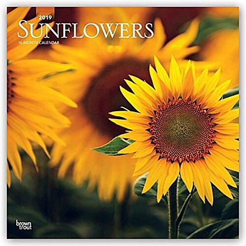 Sunflowers 2019 Calendar (Calendar, Wall)