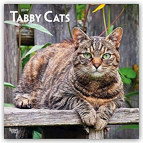 Tabby Cats 2019 Square (Other)