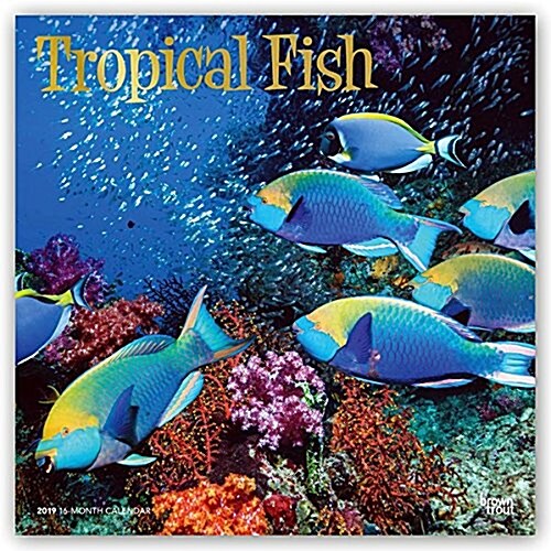 Tropical Fish 2019 Calendar (Calendar, Wall)