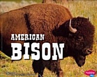 [중고] American Bison (Paperback)