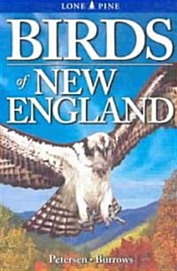 Birds of New England (Paperback)