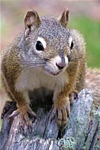 Squirrel Notebook: 150 Lined Pages, Softcover, 6 X 9 (Paperback)