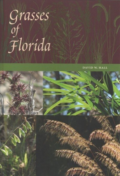 Grasses of Florida (Hardcover)