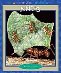 Ants (Paperback)