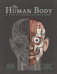 The Human Body : A Pop-Up Guide to Anatomy (Hardcover)