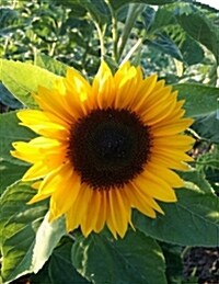 Sunflower Notebook: 8.5 X 11 202 College Ruled Pages (Paperback)