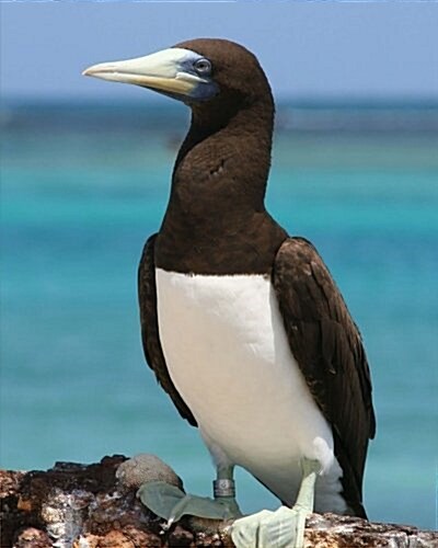 Daily Organizer and Planner: Brown Booby Tern: 180 Day 8 x 10 Journal Notebook Day Planner (Paperback)