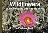 Wildflowers of Yellowstone and the Rockies (Paperback)