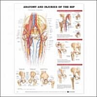 Anatomy and Injuries of the Hip Anatomical Chart (Other)