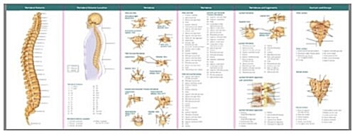 The Vertebral Column & Spine Disorders (Other, Study Guide)
