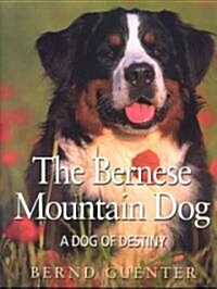 The Bernese Mountain Dog (Hardcover)