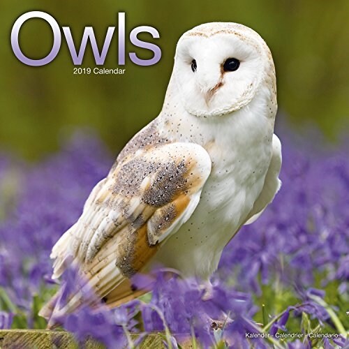 Owls Calendar 2019 (Paperback)