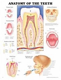 Anatomy of the Teeth Anatomical Chart (Other)