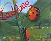 Ladybug (Hardcover)