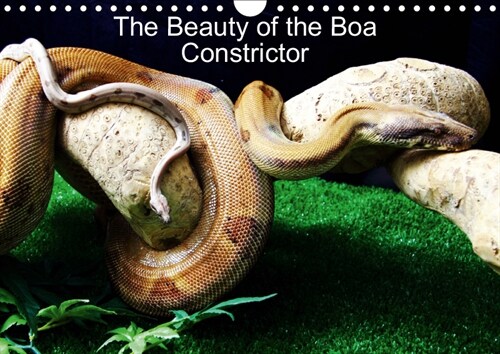 The Beauty of the Boa Constrictors 2019 : The beautiful colours (Calendar, 4 ed)