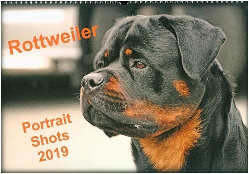 Rottweiler Portait Shots  2019 2019 : Rottweiler Portrait Head Shots (Calendar, 4 ed)