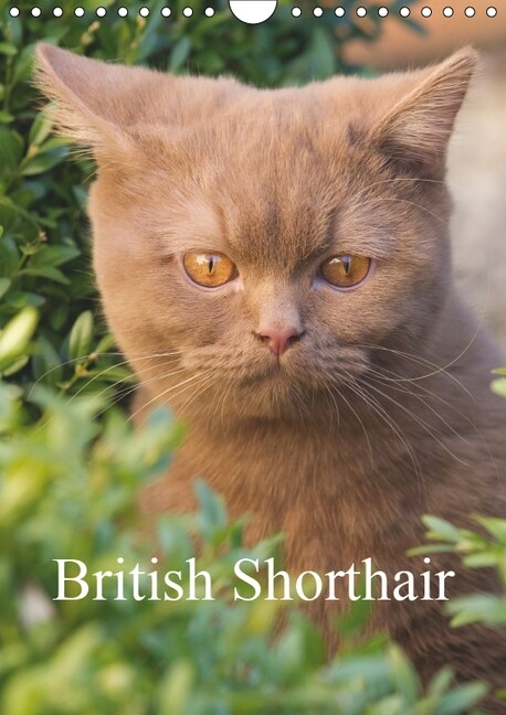 British Shorthair 2019 : Beautiful Outdoor Photos of British Shorthair Cats (Calendar, 5 ed)