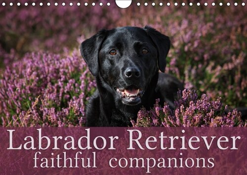 Labrador Retriever - Faithful Companions 2019 : Beautiful portraits of beautiful Labrador dogs (Calendar, 5 ed)