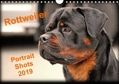 Rottweiler Portait Shots  2019 2019 : Rottweiler Portrait Head Shots (Calendar, 4 ed)