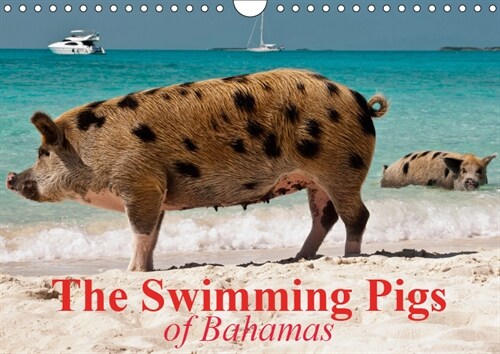 The Swimming Pigs of Bahamas 2019 : The Happy Pigs of the Big Majors Cay (Calendar, 5 ed)