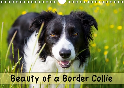 Beauty of a Border Collie 2019 : Portraits of a beautiful Border Collie dog in various outdoor locations (Calendar, 4 ed)