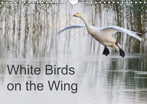 White Birds on the Wing 2019 : Beautiful photographs of white birds in flight. (Calendar, 4 ed)
