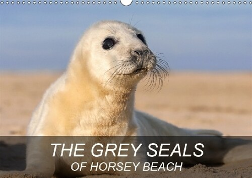 THE GREY SEALS OF HORSEY BEACH 2019 : Beautiful photographs of a British Grey Seal colony. (Calendar, 4 ed)