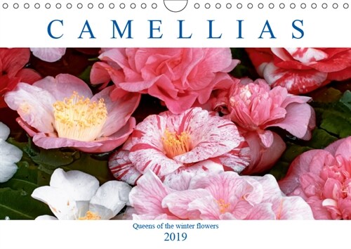 Camellias 2019 : Queens of the winter flowers (Calendar, 2 ed)