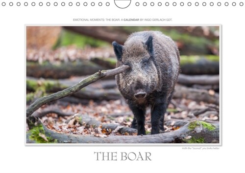 Emotional Moment: The Boar. UK-Version 2019 : Wonderful shots of the wild boar in the seasons. More at www.tierphoto.de (Calendar, 6 ed)