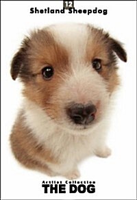 Shetland Sheepdog (Paperback)