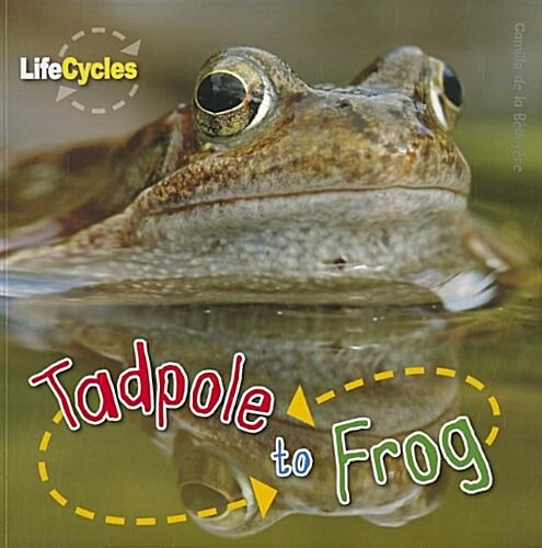 [중고] Tadpole to Frog (Paperback)