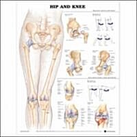 Hip and Knee Anatomical Chart (Other, 2)