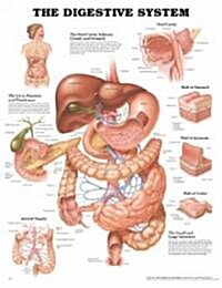 The Digestive System Anatomical Chart (Hardcover, 3)