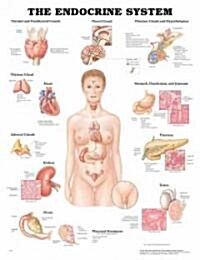 The Endocrine System Anatomical Chart (Hardcover)