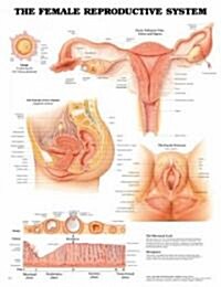 The Female Reproductive System Anatomical Chart (Hardcover, 3)
