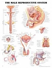 The Male Reproductive System Anatomical Chart (Other, 3)