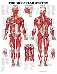 The Muscular System Anatomical Chart (Other)