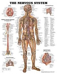 The Nervous System Anatomical Chart (Other, 6)
