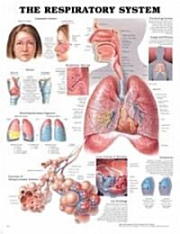 The Respiratory System Anatomical Chart (Other)
