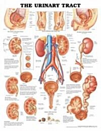 The Urinary Tract Anatomical Chart (Hardcover, 2)