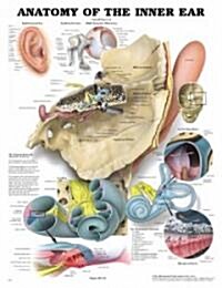 Anatomy of the Inner Ear Anatomical Chart (Hardcover, 2)