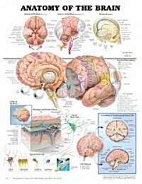 Anatomy of the Brain Anatomical Chart (Hardcover)