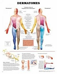 Dermatomes Anatomical Chart (Other, 3)