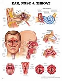 Ear, Nose and Throat Anatomical Chart (Hardcover, 4)