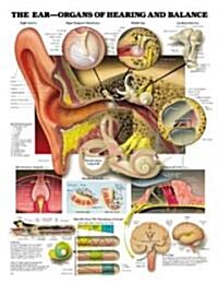 The Ear: Organs of Hearing and Balance Anatomical Chart (Other, 3)