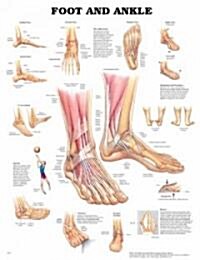Foot and Ankle Anatomical Chart (Other, 3)